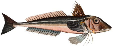Grey Gurnard (Trigla Gurnardus) from Ichtylogie, ou Histoire naturelle: génerale et particuliére des poissons (1785–1797) by Marcus Elieser Bloch.