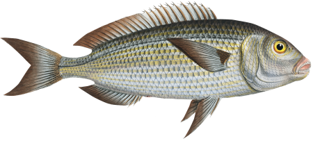 Goldlin (Sparus Salpa) from Ichtylogie, ou Histoire naturelle: génerale et particuliére des poissons (1785–1797) by Marcus Elieser Bloch.