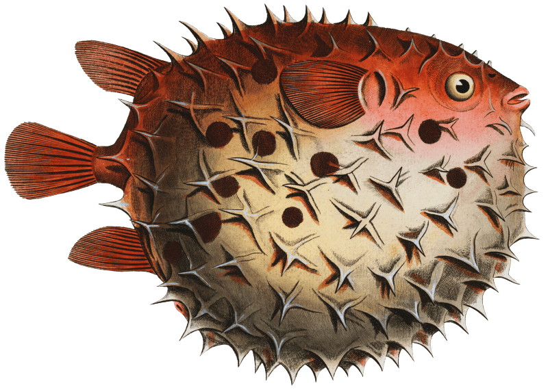 Prickly Bottlefish (Diodon orbicularis) from Ichtylogie, ou Histoire naturelle: génerale et particuliére des poissons (1785–1797) by Marcus Elieser Bloch.
