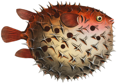 Prickly Bottlefish (Diodon orbicularis) from Ichtylogie, ou Histoire naturelle: génerale et particuliére des poissons (1785–1797) by Marcus Elieser Bloch.