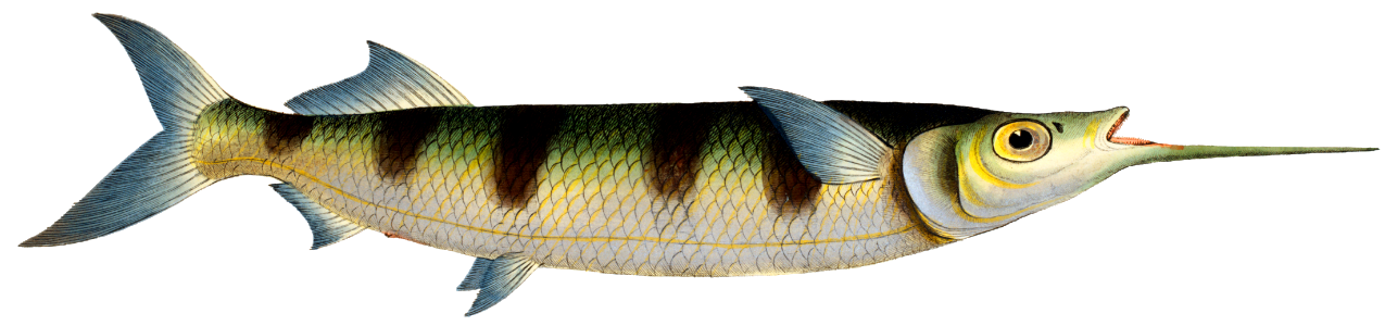 Under-Sword-Fish (Esox brasiliensis) from Ichtylogie, ou Histoire naturelle: génerale et particuliére des poissons (1785–1797) by Marcus Elieser Bloch.