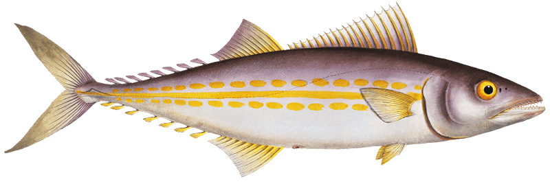 King's fish (Scomber regalis) from Ichtylogie, ou Histoire naturelle: génerale et particuliére des poissons (1785–1797) by Marcus Elieser Bloch.