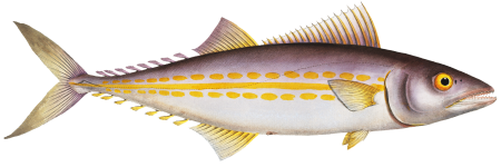 King's fish (Scomber regalis) from Ichtylogie, ou Histoire naturelle: génerale et particuliére des poissons (1785–1797) by Marcus Elieser Bloch.