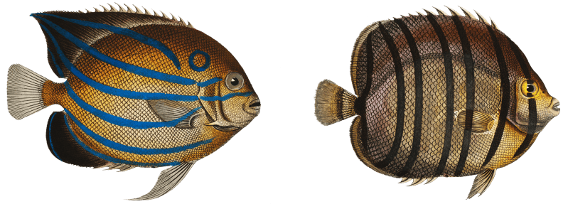 1. Chaetodon octofasciatus 2. Chaetodon annularis from Ichtylogie, ou Histoire naturelle: génerale et particuliére des poissons (1785–1797) by Marcus Elieser Bloch.