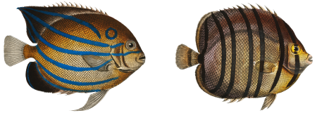 1. Chaetodon octofasciatus 2. Chaetodon annularis from Ichtylogie, ou Histoire naturelle: génerale et particuliére des poissons (1785–1797) by Marcus Elieser Bloch.