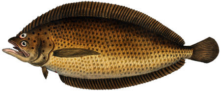 Pleuronectes macrolepidotus from Ichtylogie, ou Histoire naturelle: génerale et particuliére des poissons (1785–1797) by Marcus Elieser Bloch.