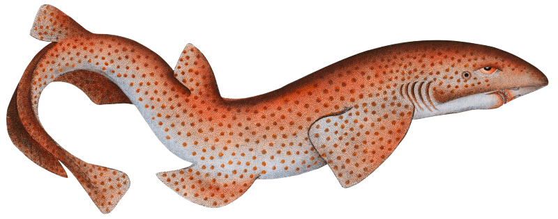 Lesser Rough Flound (Squalus Catulus) from Ichtylogie, ou Histoire naturelle: génerale et particuliére des poissons (1785–1797) by Marcus Elieser Bloch.