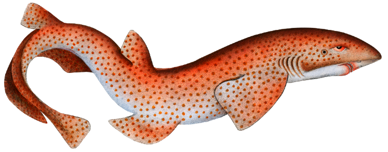 Lesser Rough Flound (Squalus Catulus) from Ichtylogie, ou Histoire naturelle: génerale et particuliére des poissons (1785–1797) by Marcus Elieser Bloch.