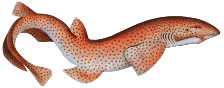 Lesser Rough Flound (Squalus Catulus) from Ichtylogie, ou Histoire naturelle: génerale et particuliére des poissons (1785–1797) by Marcus Elieser Bloch.