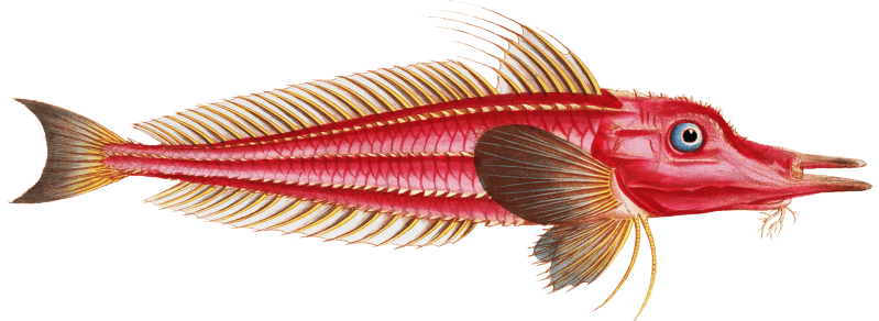 Rochet (Trigla cataphracta) from Ichtylogie, ou Histoire naturelle: génerale et particuliére des poissons (1785–1797) by Marcus Elieser Bloch.