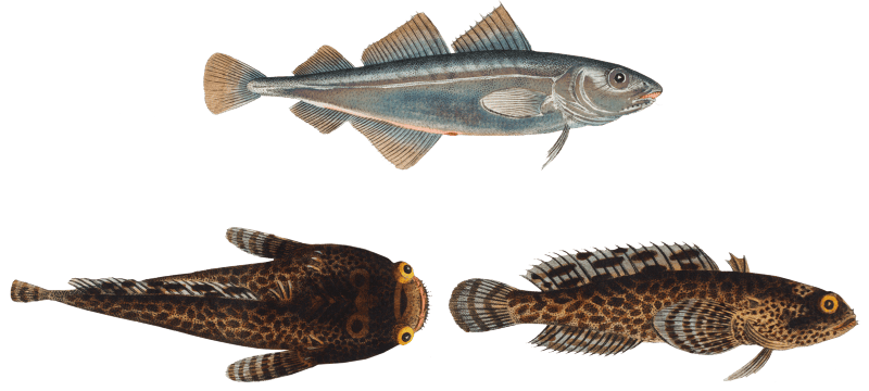 1. Poor (Gadus Minutus) 2. 3. Toald-Fish (Gadus Tau) from Ichtylogie, ou Histoire naturelle: génerale et particuliére des poissons (1785–1797) by Marcus Elieser Bloch.