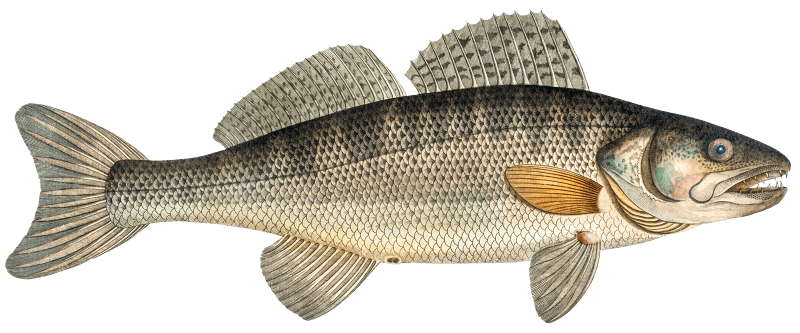 Picke-Perch (Perca Lucioperca) from Ichtylogie, ou Histoire naturelle: génerale et particuliére des poissons (1785–1797) by Marcus Elieser Bloch.