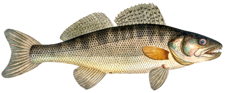 Picke-Perch (Perca Lucioperca) from Ichtylogie, ou Histoire naturelle: génerale et particuliére des poissons (1785–1797) by Marcus Elieser Bloch.