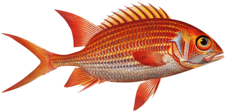 Welshman (Holocentrus Sogo) from Ichtylogie, ou Histoire naturelle: génerale et particuliére des poissons (1785–1797) by Marcus Elieser Bloch.
