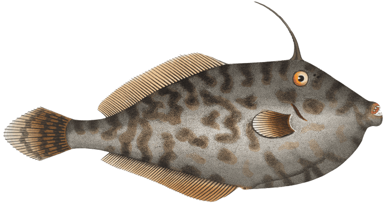 Mingo (Balistes Monoceros) from Ichtylogie, ou Histoire naturelle: génerale et particuliére des poissons (1785–1797) by Marcus Elieser Bloch.