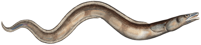 Conger (Muraena Conger) from Ichtylogie, ou Histoire naturelle: génerale et particuliére des poissons (1785–1797) by Marcus Elieser Bloch.