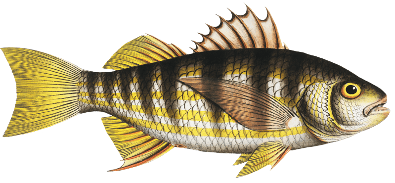 Plumier's Umber (Sciaena Plümieri) from Ichtylogie, ou Histoire naturelle: génerale et particuliére des poissons (1785–1797) by Marcus Elieser Bloch.