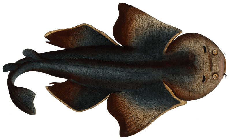 Angel FIsh (Squalus Squatina) from Ichtylogie, ou Histoire naturelle: génerale et particuliére des poissons (1785–1797) by Marcus Elieser Bloch.