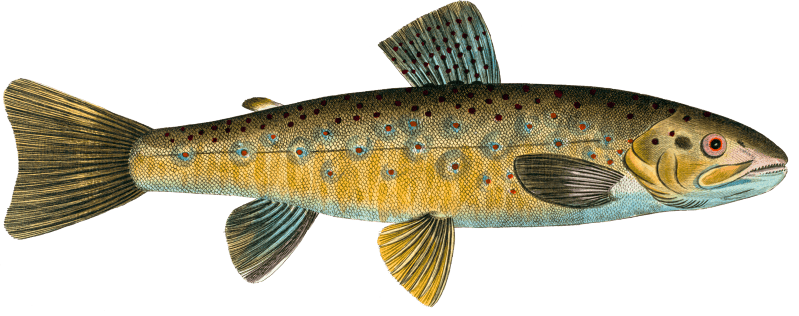 Trout (Salmo Fario) from Ichtylogie, ou Histoire naturelle: génerale et particuliére des poissons (1785–1797) by Marcus Elieser Bloch.