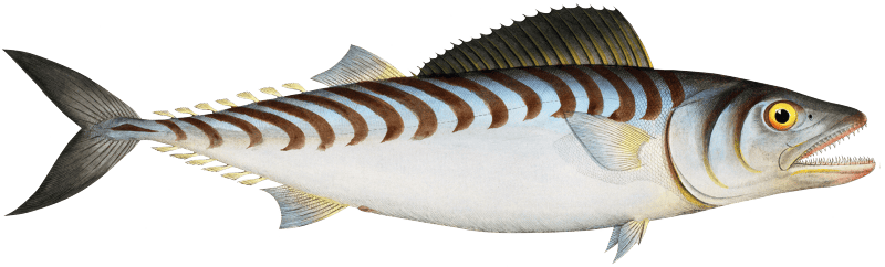 Scale-breast (Scomber Sarda) from Ichtylogie, ou Histoire naturelle: génerale et particuliére des poissons (1785–1797) by Marcus Elieser Bloch.