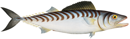 Scale-breast (Scomber Sarda) from Ichtylogie, ou Histoire naturelle: génerale et particuliére des poissons (1785–1797) by Marcus Elieser Bloch.