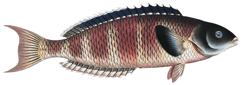 Lunulated Wrasse (Labrus lunaris) from Ichtylogie, ou Histoire naturelle: génerale et particuliére des poissons (1785–1797) by Marcus Elieser Bloch.