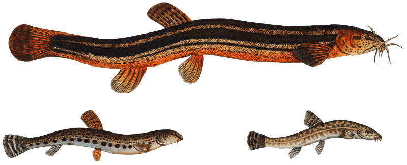 1. Muddy-Loach (Cobitis Fossilis) 2. Ribban-Loach (Cobitis Taenia) 3. Bearded-Loach (Cobitis Bartula) from Ichtylogie, ou Histoire naturelle: génerale et particuliére des poissons (1785–1797) by Marcus Elieser Bloch.