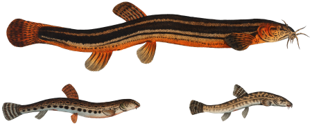 1. Muddy-Loach (Cobitis Fossilis) 2. Ribban-Loach (Cobitis Taenia) 3. Bearded-Loach (Cobitis Bartula) from Ichtylogie, ou Histoire naturelle: génerale et particuliére des poissons (1785–1797) by Marcus Elieser Bloch.
