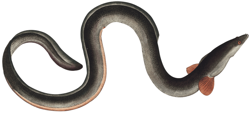 Eel (Muraena Anguilla) from Ichtylogie, ou Histoire naturelle: génerale et particuliére des poissons (1785–1797) by Marcus Elieser Bloch.