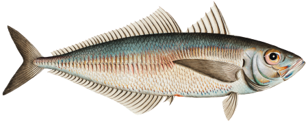 Scad (Scomber Trachurus) from Ichtylogie, ou Histoire naturelle: génerale et particuliére des poissons (1785–1797) by Marcus Elieser Bloch.