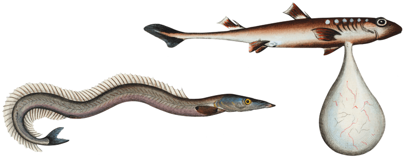 1. Embryo of a Shark (Embrio Squali) Launce (Ammodytes Tobianus) from Ichtylogie, ou Histoire naturelle: génerale et particuliére des poissons (1785–1797) by Marcus Elieser Bloch.