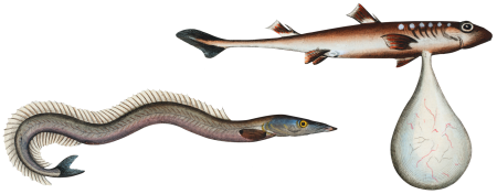 1. Embryo of a Shark (Embrio Squali) Launce (Ammodytes Tobianus) from Ichtylogie, ou Histoire naturelle: génerale et particuliére des poissons (1785–1797) by Marcus Elieser Bloch.