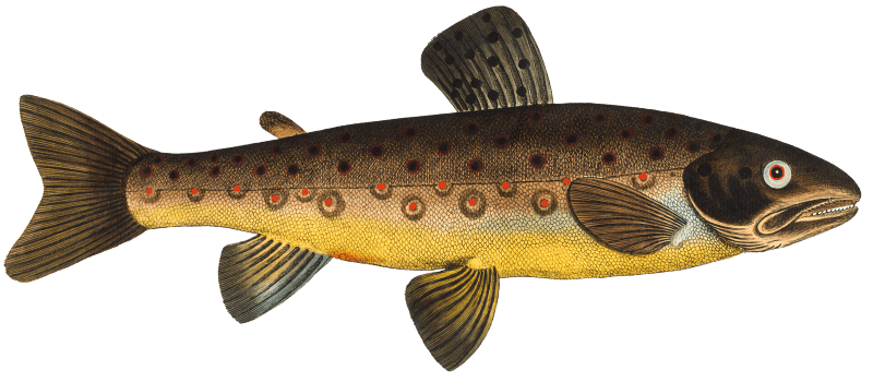 Brown Trout (Salmo Fario) from Ichtylogie, ou Histoire naturelle: génerale et particuliére des poissons (1785–1797) by Marcus Elieser Bloch.