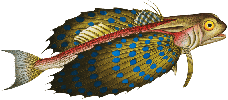 Flying-Fish (Trigla volitans) from Ichtylogie, ou Histoire naturelle: génerale et particuliére des poissons (1785–1797) by Marcus Elieser Bloch.