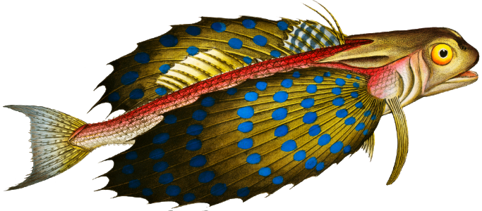 Flying-Fish (Trigla volitans) from Ichtylogie, ou Histoire naturelle: génerale et particuliére des poissons (1785–1797) by Marcus Elieser Bloch.