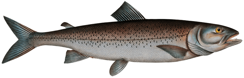Schifermiller's Salmon (Salmo Schifermulleri) from Ichtylogie, ou Histoire naturelle: génerale et particuliére des poissons (1785–1797) by Marcus Elieser Bloch.