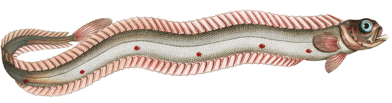 Band-Fish (Cepola Tænia) from Ichtylogie, ou Histoire naturelle: génerale et particuliére des poissons (1785–1797) by Marcus Elieser Bloch.