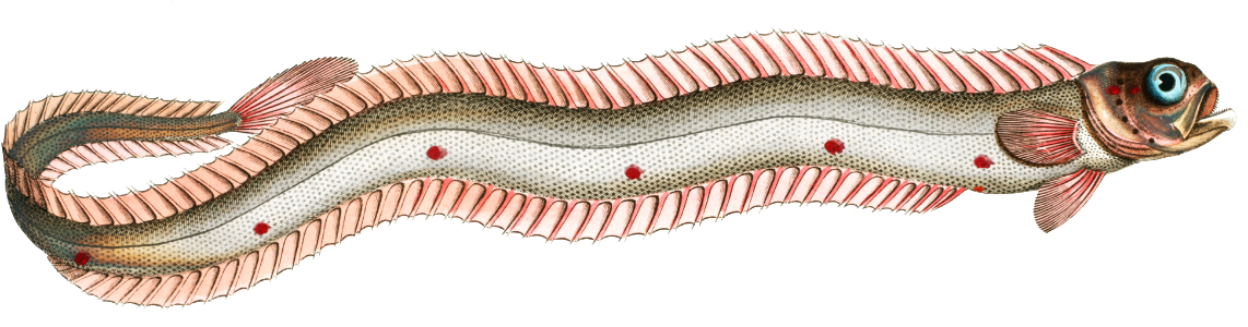 Band-Fish (Cepola Tænia) from Ichtylogie, ou Histoire naturelle: génerale et particuliére des poissons (1785–1797) by Marcus Elieser Bloch.