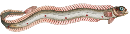 Band-Fish (Cepola Tænia) from Ichtylogie, ou Histoire naturelle: génerale et particuliére des poissons (1785–1797) by Marcus Elieser Bloch.