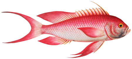 Red Grunt (Anthias Sacer) from Ichtylogie, ou Histoire naturelle: génerale et particuliére des poissons (1785–1797) by Marcus Elieser Bloch.