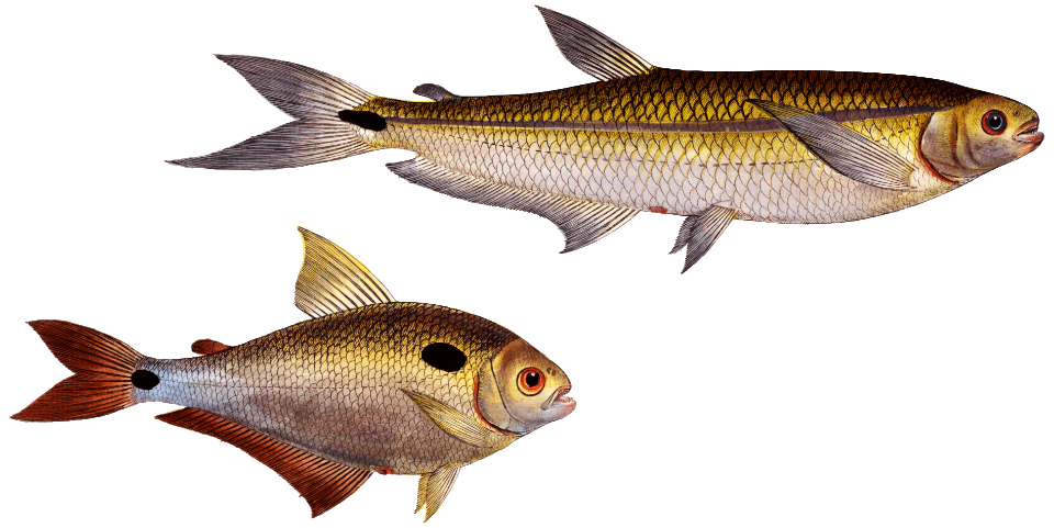 1. Piabuco (Salmo argentinus) 2. Bimaculated Salmon (Salmo bimaculatus) from Ichtylogie, ou Histoire naturelle: génerale et particuliére des poissons (1785–1797) by Marcus Elieser Bloch.