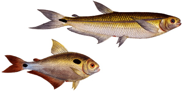 1. Piabuco (Salmo argentinus) 2. Bimaculated Salmon (Salmo bimaculatus) from Ichtylogie, ou Histoire naturelle: génerale et particuliére des poissons (1785–1797) by Marcus Elieser Bloch.