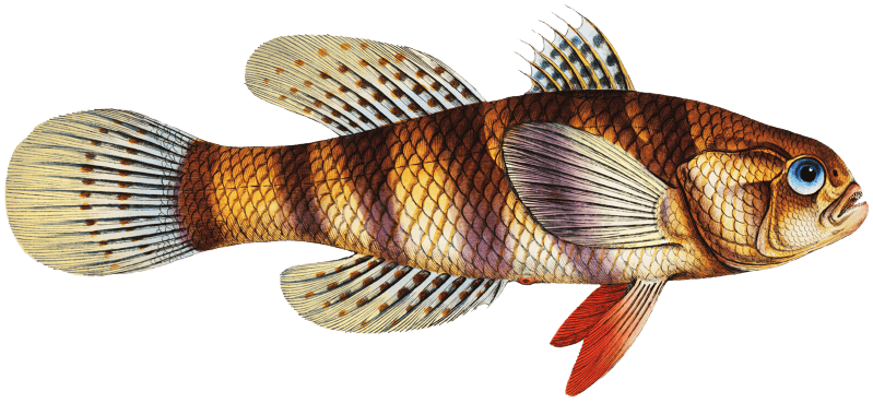 Great-scaled Umber (Sciaena macrollpidota) from Ichtylogie, ou Histoire naturelle: génerale et particuliére des poissons (1785–1797) by Marcus Elieser Bloch.