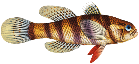Great-scaled Umber (Sciaena macrollpidota) from Ichtylogie, ou Histoire naturelle: génerale et particuliére des poissons (1785–1797) by Marcus Elieser Bloch.