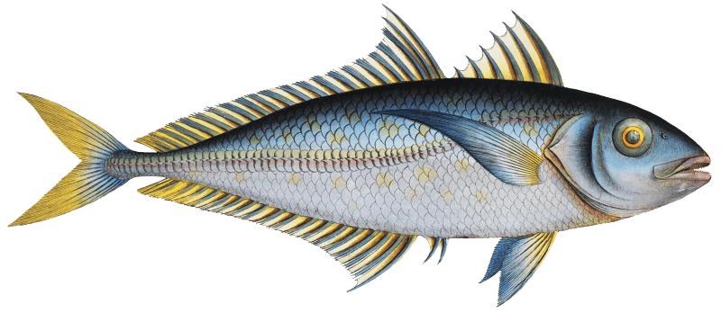 Plumier's Mackrel (Scomber Plumieri) from Ichtylogie, ou Histoire naturelle: génerale et particuliére des poissons (1785–1797) by Marcus Elieser Bloch.