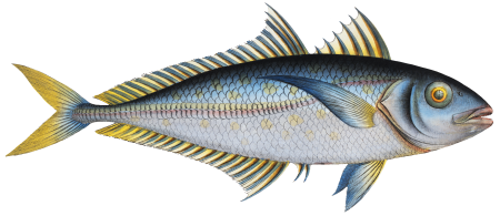 Plumier's Mackrel (Scomber Plumieri) from Ichtylogie, ou Histoire naturelle: génerale et particuliére des poissons (1785–1797) by Marcus Elieser Bloch.