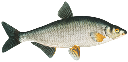 Vimba (Cyprinus Vimba) from Ichtylogie, ou Histoire naturelle: génerale et particuliére des poissons (1785–1797) by Marcus Elieser Bloch.