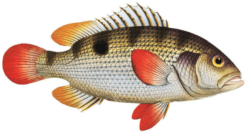 John's Grunt (Anthias Johnii) from Ichtylogie, ou Histoire naturelle: génerale et particuliére des poissons (1785–1797) by Marcus Elieser Bloch.