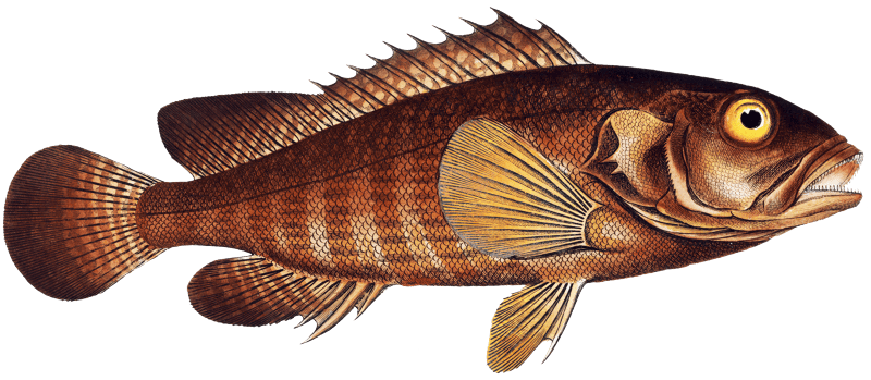 Ongoe (Holocentrus ongus) from Ichtylogie, ou Histoire naturelle: génerale et particuliére des poissons (1785–1797) by Marcus Elieser Bloch.