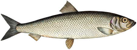 1. Herring (Clupea Harengus) 2. Sprat (Clupea Sprattus) from Ichtylogie, ou Histoire naturelle: génerale et particuliére des poissons (1785–1797) by Marcus Elieser Bloch.